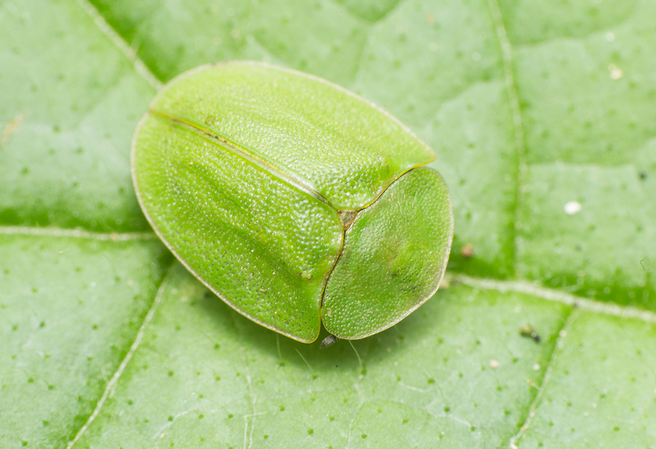 Cassida viridis - zöld pajzsbogár Cassida viridis - zöld pajzsbogár