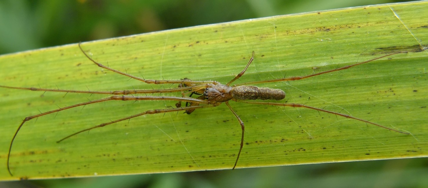 Tetragnatha