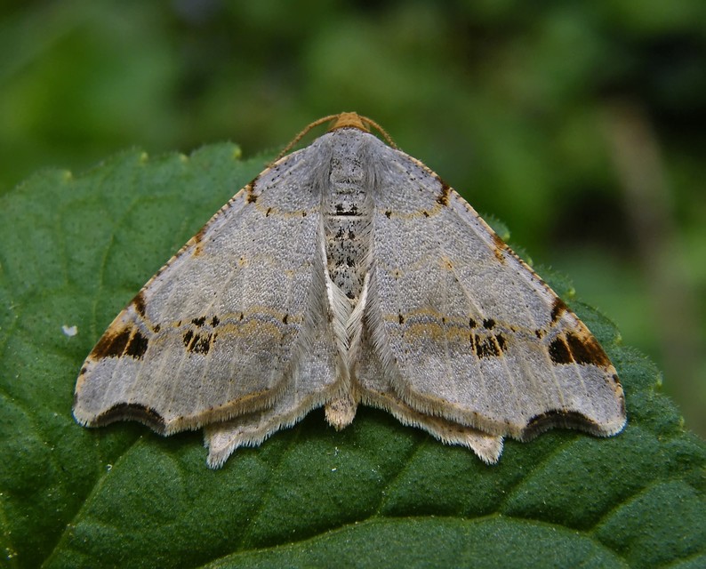 Macaria alternata - közönséges szürkearaszoló