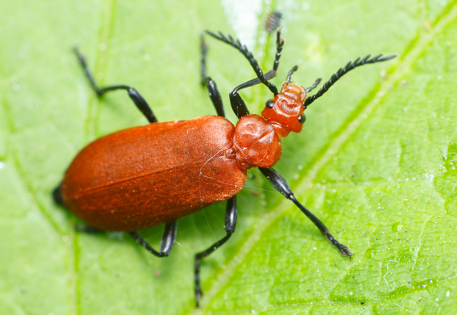 Pyrochroa serraticornis - közép-bíborbogár