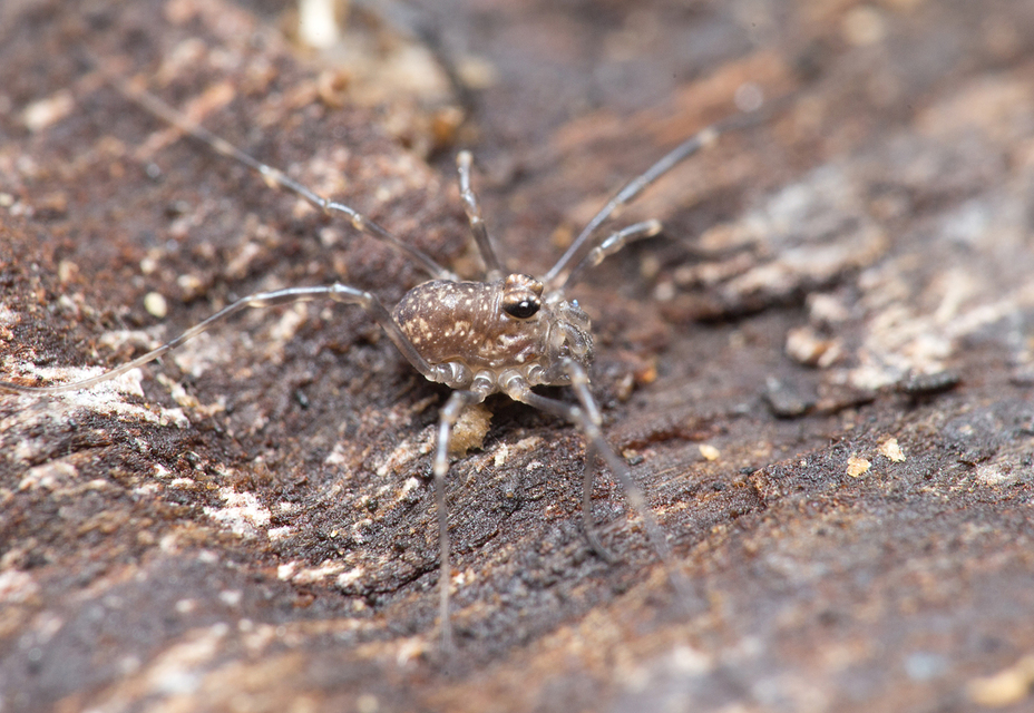 Rilaena triangularis
