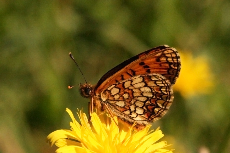 Melitaea athalia - közönséges tarkalepke