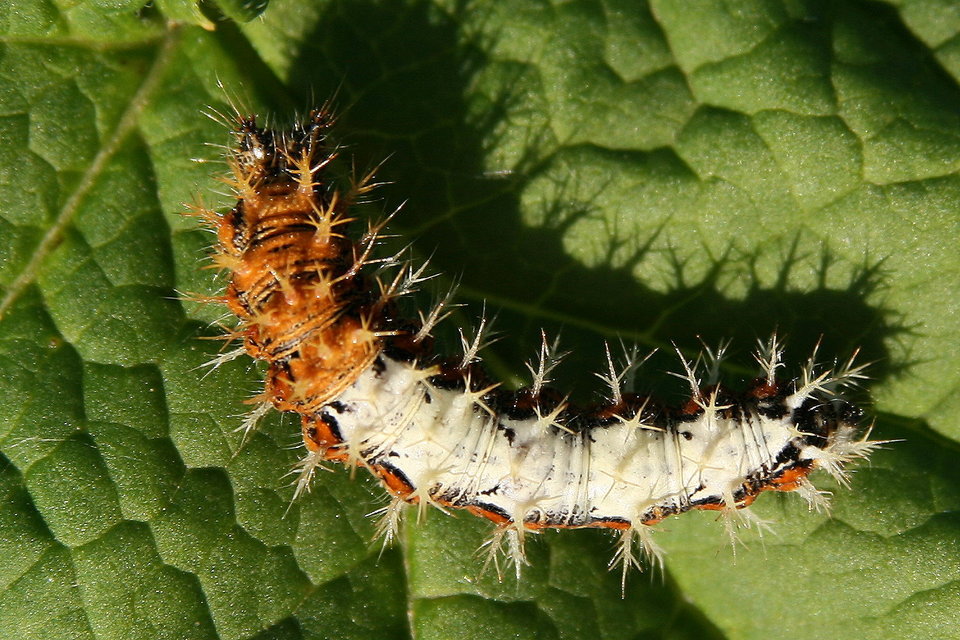 Nymphalis c-album - C-betűs lepke
