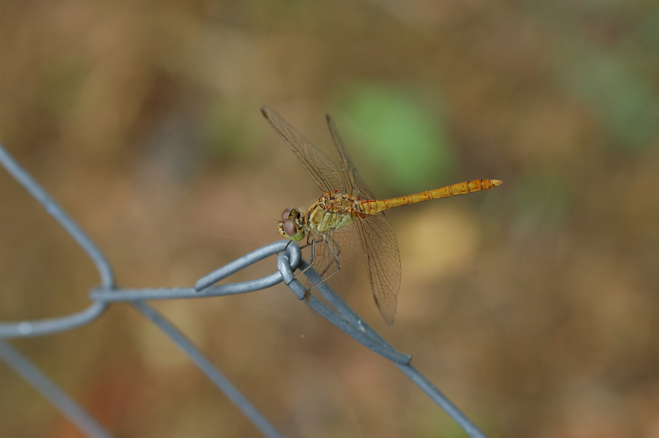 Sympetrum meridionale - fakó katona-szitakötő