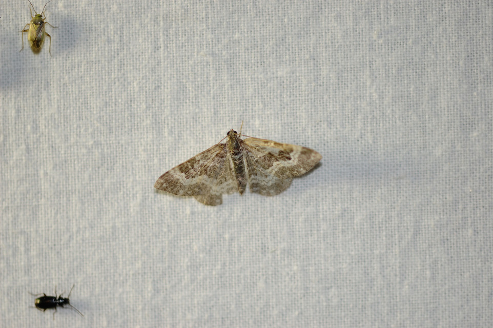 Epirrhoe alternata - galaj-tarkaaraszoló