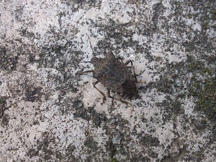 halyomorpha halys - Halyomorpha halys