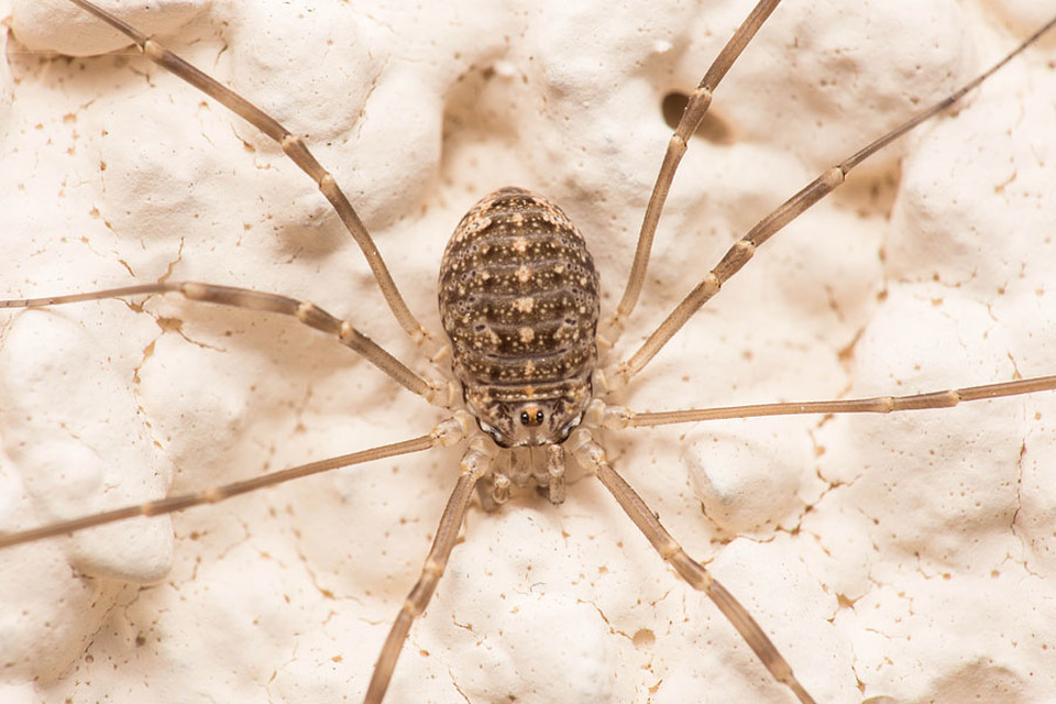 Opilio