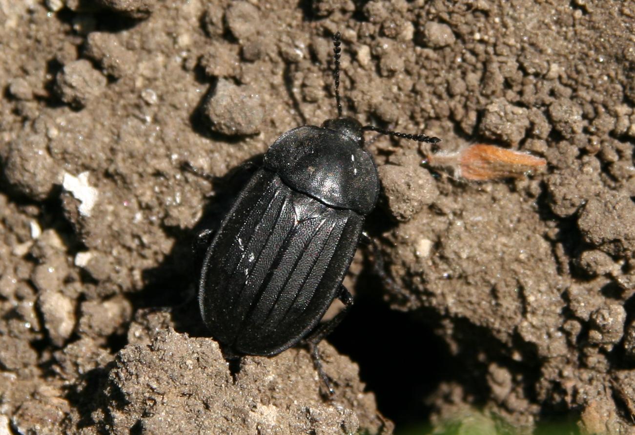 Silpha tristis - szemecskés dögbogár