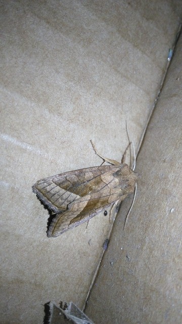 Hydraecia micacea - csillogó acsalapubagoly