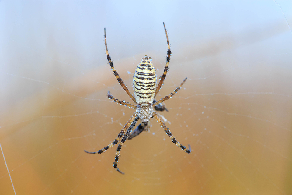 Argiope bruennichi - darázspók