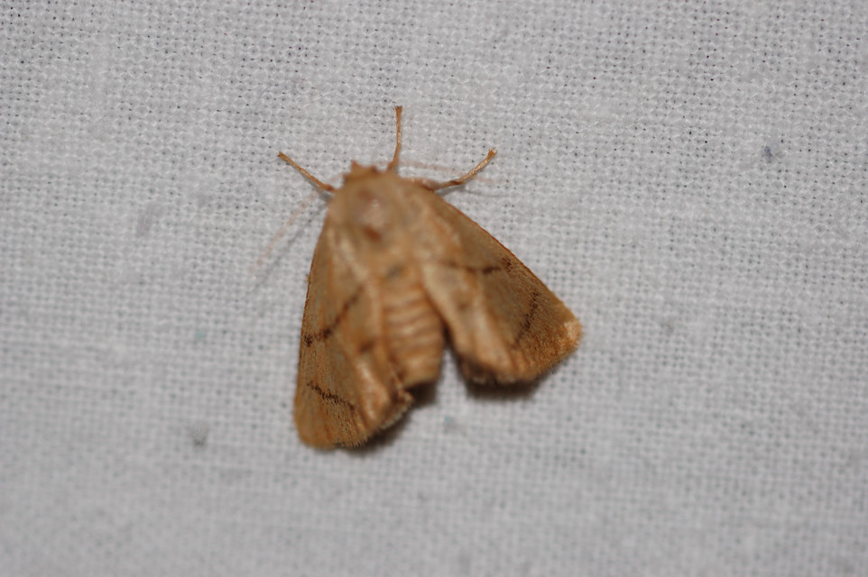 Apoda limacodes - kagylólepke