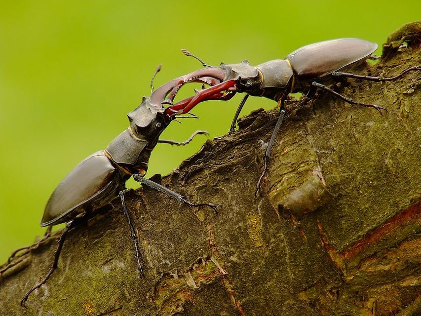 Lucanus cervus - nagy szarvasbogár