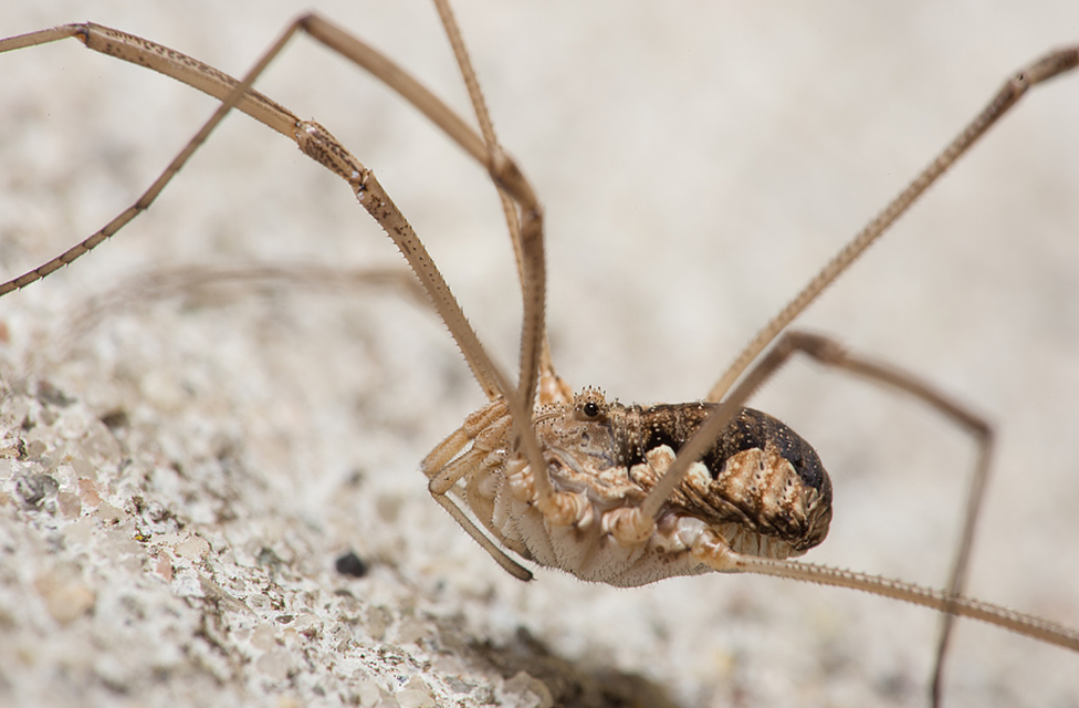 Mitopus morio
