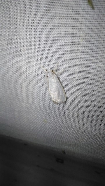 Sphrageidus similis - sárgafarú szövő