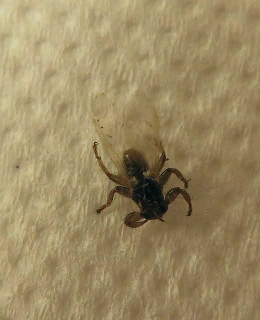 Hippoboscidae - kullancslegyek