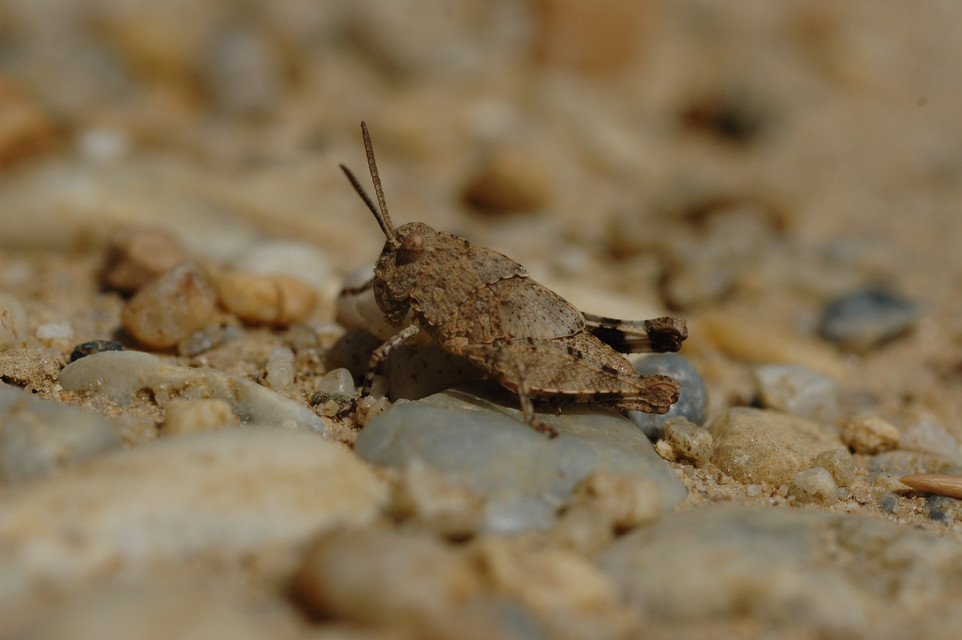 Oedipoda caerulescens - kékszárnyú sáska