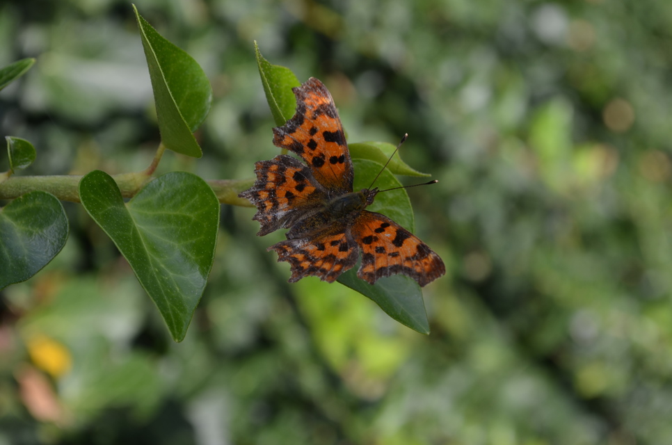 Nymphalis c-album - C-betűs lepke