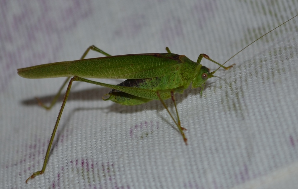 Phaneroptera nana - pontozott repülőszöcske