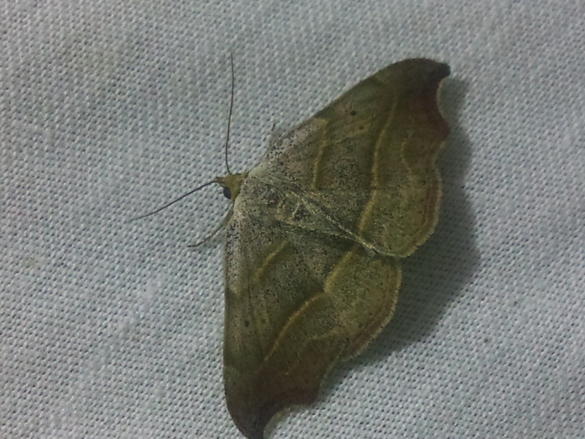 Laspeyria flexula - zuzmóbagoly