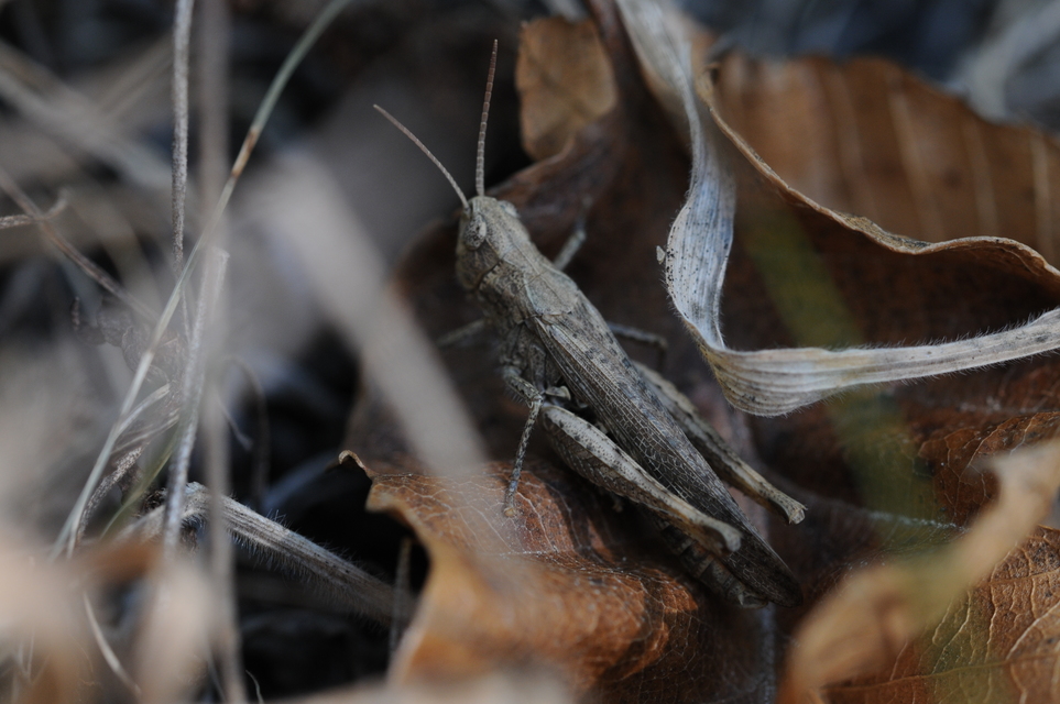 Chorthippus (Glyptobothrus) (subgenus)