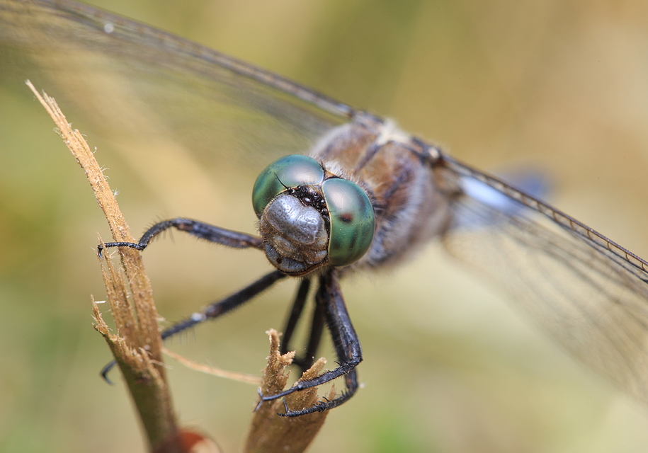 Orthetrum cancellatum - feketefarkú pásztorszitakötő
