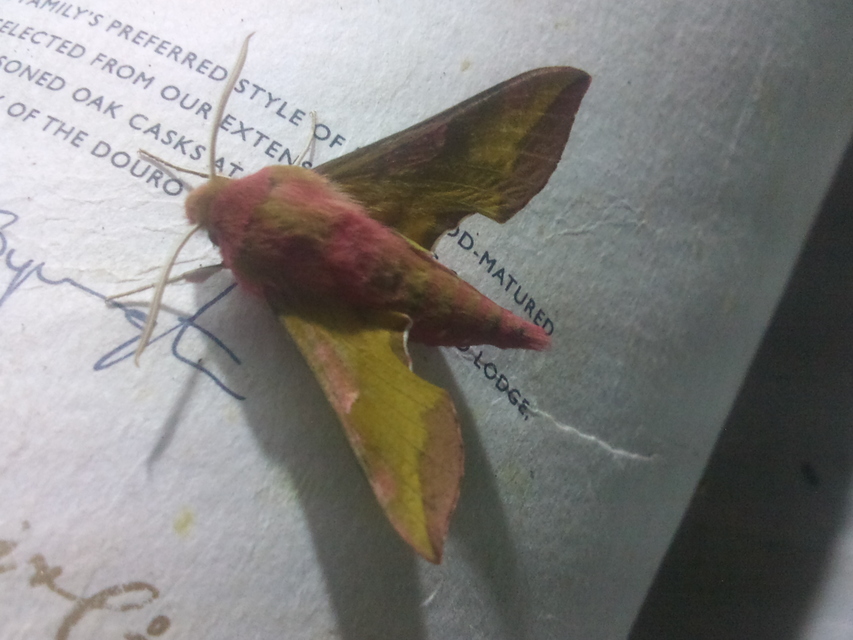 Deilephila porcellus - piros szender