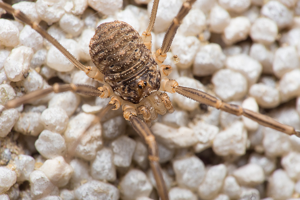 Opilio saxatilis