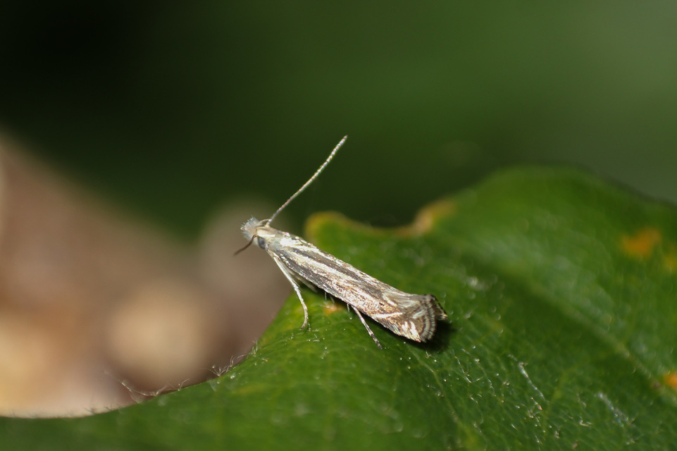 Isophrictis