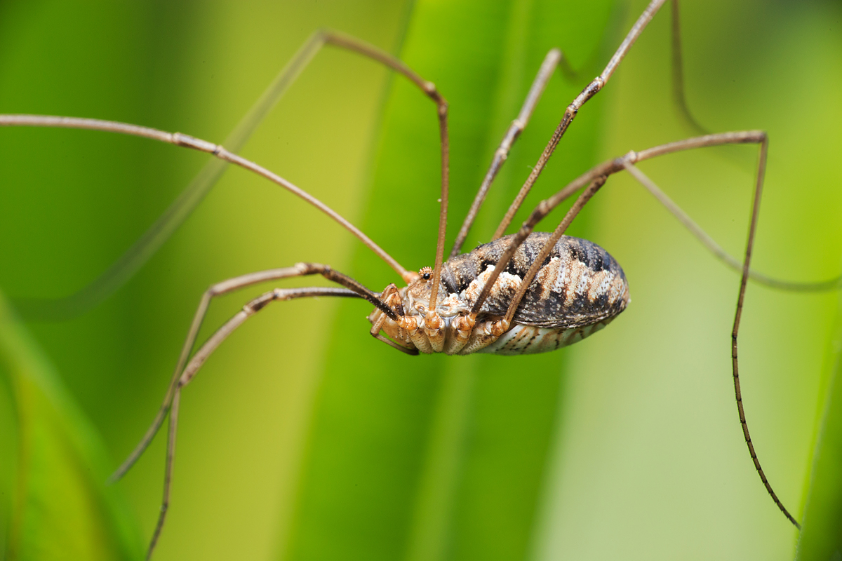 Mitopus morio