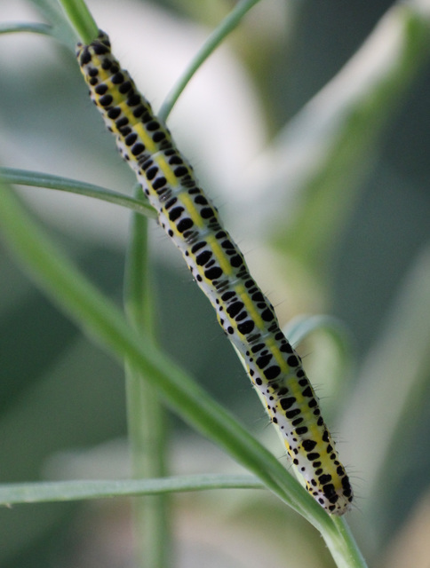Calophasia lunula - gyújtoványfű-apróbagoly