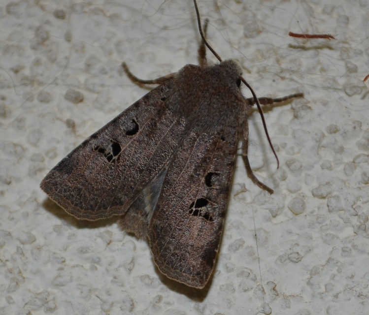Conistra rubiginosa - szürke télibagoly