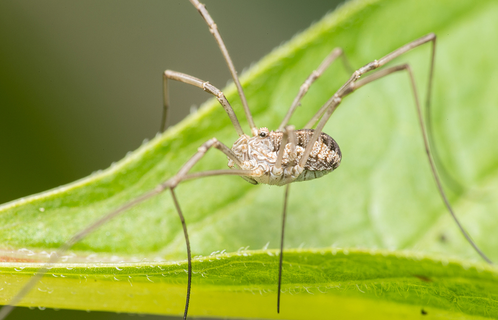 Mitopus morio