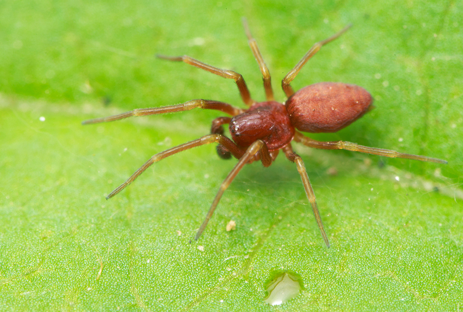 Nigma flavescens - vöröslő hamvaspók