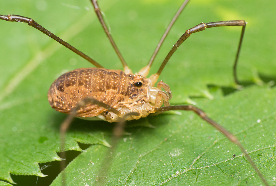 Rilaena triangularis