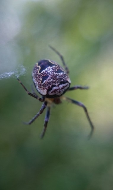 Zilla diodia - ál-keresztespók