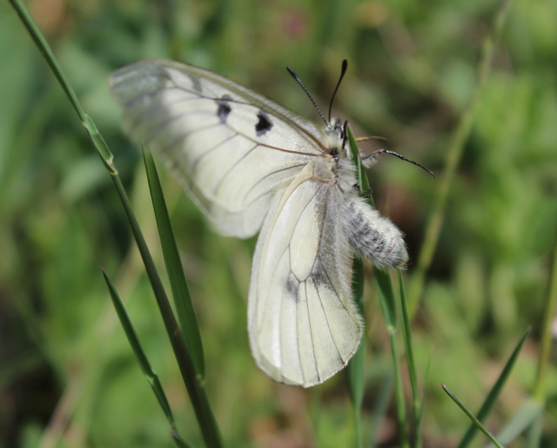 Parnassius mnemosyne - kis apollólepke