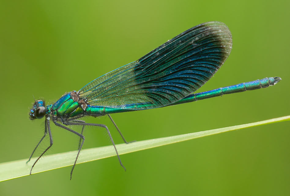 Calopteryx splendens - sávos szitakötő