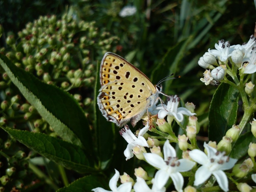 Lycaena tityrus - barna tűzlepke
