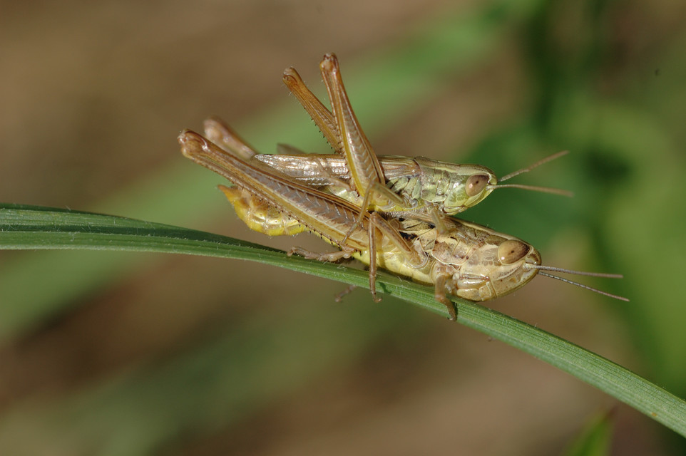Euchorthippus declivus - rövidszárnyú rétisáska