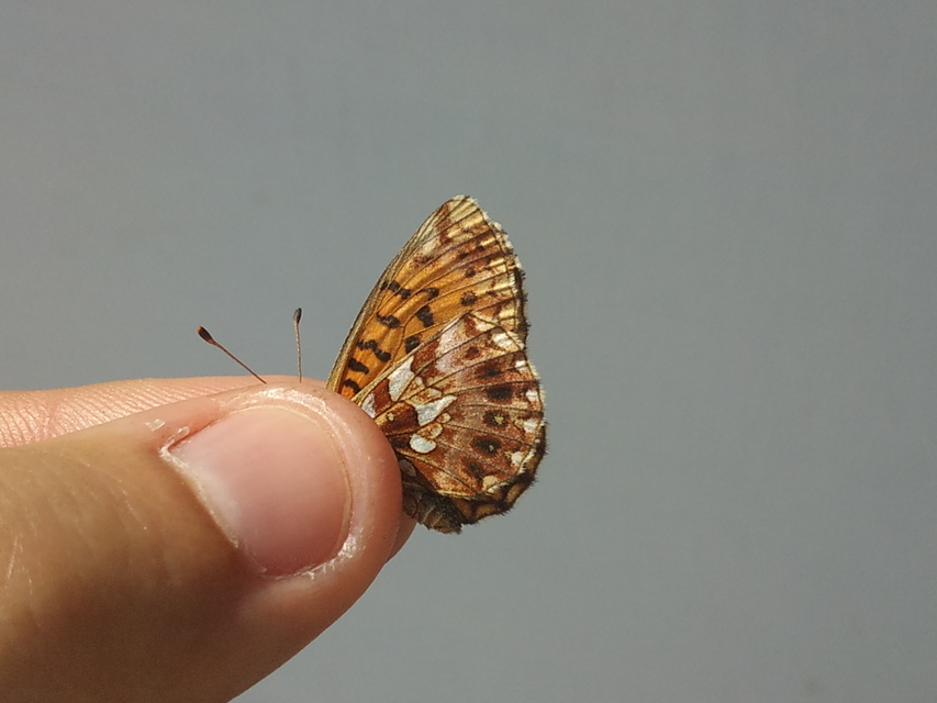 Boloria dia - kis gyöngyházlepke