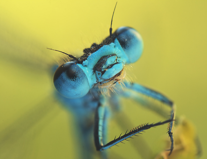 Coenagrion puella - azúrkék légivadász