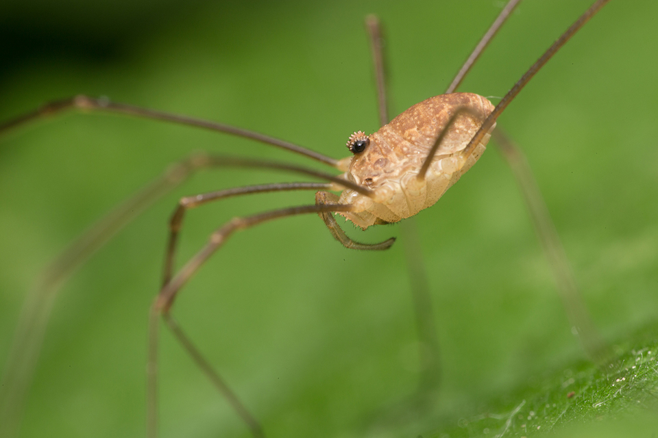 Rilaena triangularis