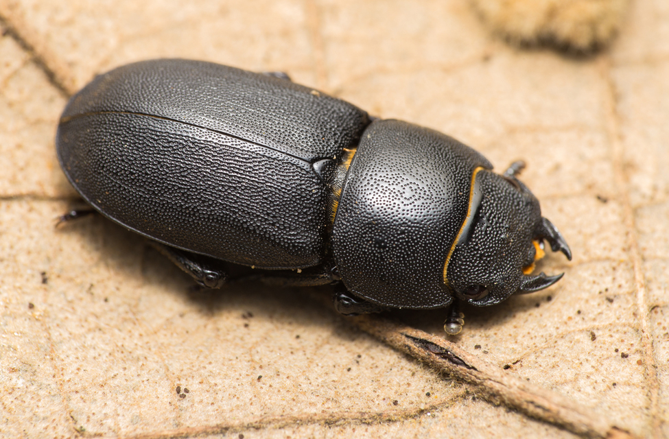 Dorcus parallelipipedus - kis szarvasbogár