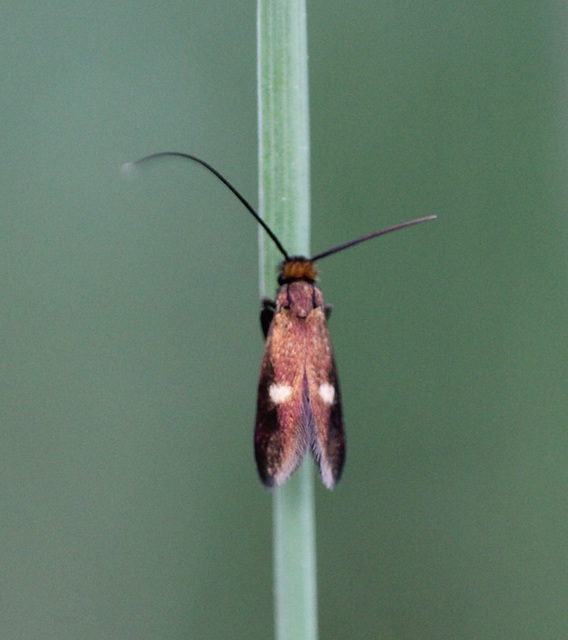 Cauchas rufimitrella - patinafényű tőrösmoly