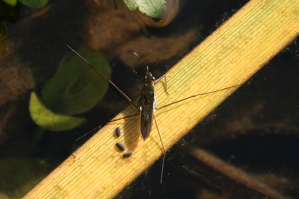 Gerridae - molnárpoloskák