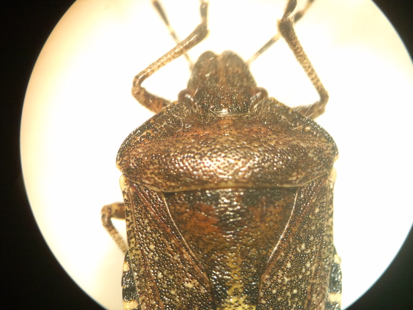 Dolycoris baccarum - közönséges bogyómászó-poloska Dolycoris baccarum - közönséges bogyómászó-poloska