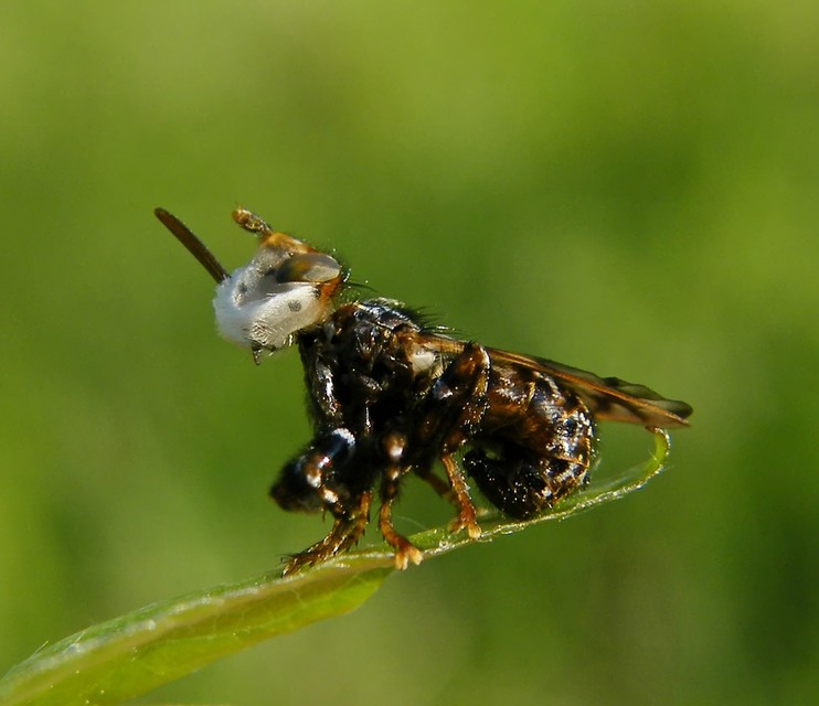 Myopa