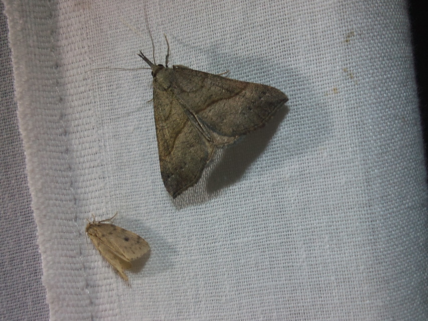 Hypena proboscidalis - ormányos karcsúbagoly