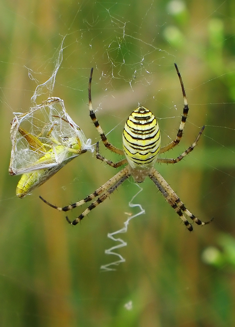 Argiope bruennichi - darázspók