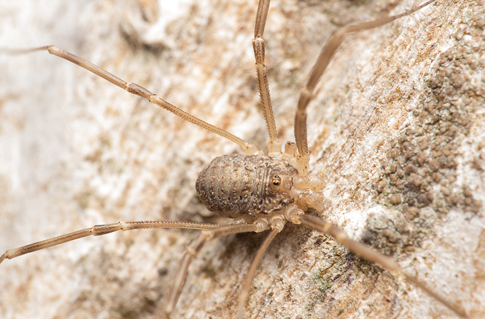 Opilio saxatilis